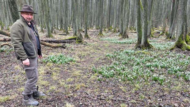 U Miličína divoká prasata zničila velkou část přírodní památky s bledulemi