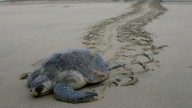 Karety zelenavé, které od května do září kladou svá vejce na řadě mexických pláží, jsou nejmenší mořské želvy.