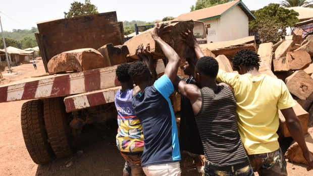 Muži nakládají čerstvě pokácené dřevo na nákladní vůz na západě Sierra Leone.