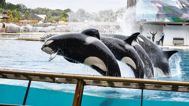 Kosatky v mořském zoologickém parku Marineland ve Francii