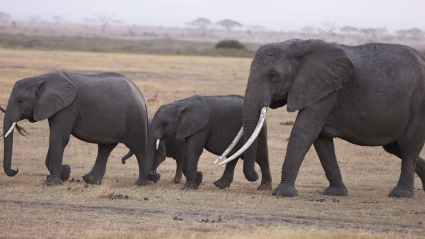 Koridor pro slony v keňské národní rezervaci Maasai Mara vede mezi Keňou a Tanzanií