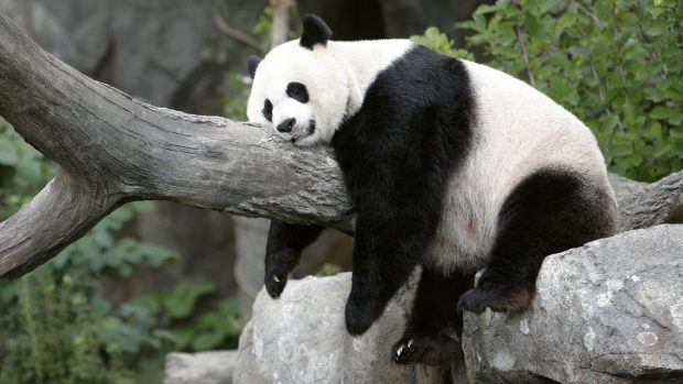 Panda velká Mei Xiang si užívá odpoledního spánku v Národní zoo ve Washingtonu.