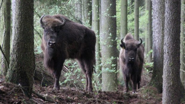 Zubři z táborské zoo na útěku