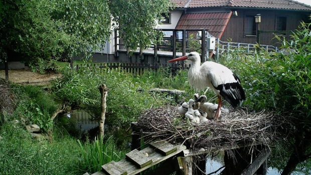 Ptáčat čápa bílého se v záchranné stanici ujali zkušení pěstouni: čapí pár, který už odchoval desítky takových sirotků