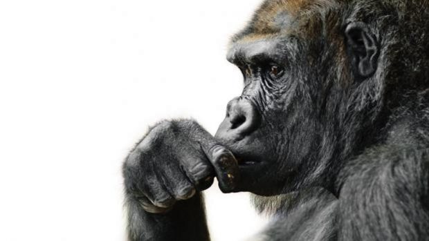 V pražské zoo v pátek uhynula samice gorily nížinné Bikira