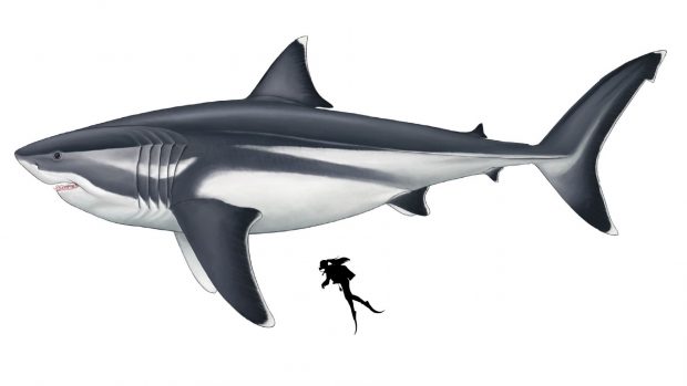 Prehistorický žralok megalodon