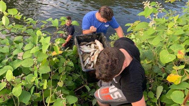 Několik desítek tun ryb uhynulých v řece Bečvě otrávily kyanidy