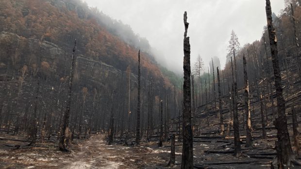 Zničený les v oblasti Černého gruntu. Oheň spálil 1040 hektarů lesa, což je asi 15 procent rozlohy národního parku