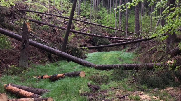 Kůrovec se v regionu Českého Švýcarska v minulosti rozmnožil na hranici kalamity hlavně kvůli suchým létům