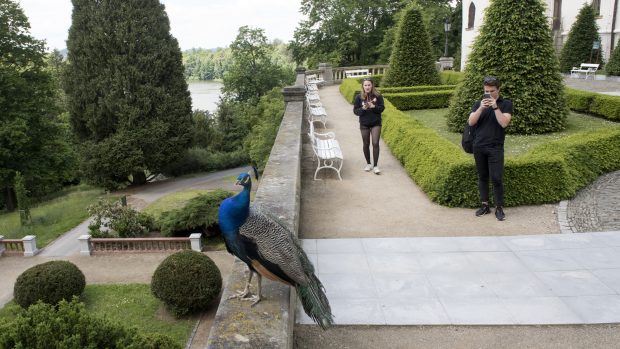 Konopiště bez zahraničních turistů. Mladý pár si v tichu fotografuje páva.