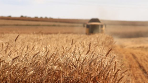 ČSÚ: Sklizeň obilí meziročně klesne o 7,5 %, úroda řepky stoupne.