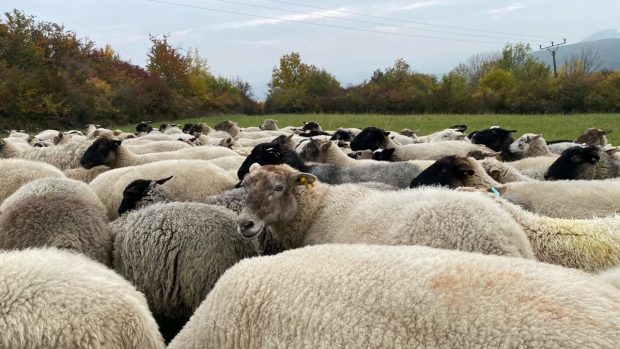 Na chráněných loukách díky pravidelnému spásání žije velké množství chráněných zvířat - zejména hmyzu.