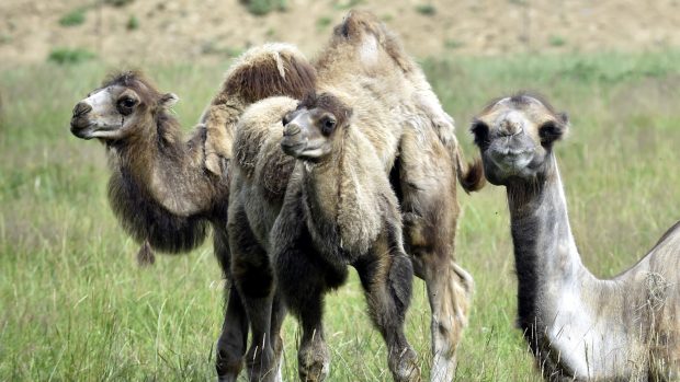 Ve zlínské zoo představili dvě mláďata ohrožených velbloudů dvouhrbých.