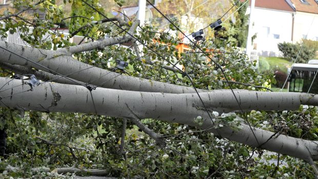 V brněnské ulici Hlavní v Komíně vichřice 29. října ulomila část stromu, který spadl přes silnici a strhl trolejbusovou trolej.