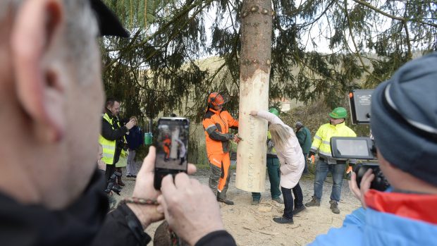 Strom, který bude zdobit Staroměstské náměstí v Praze, v neděli dopoledne pokáceli lesníci v Roztokách u Křivoklátu