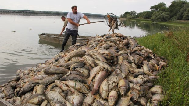 V rybníku Nesyt uhynuly kvůli horkému počasí desítky tun ryb