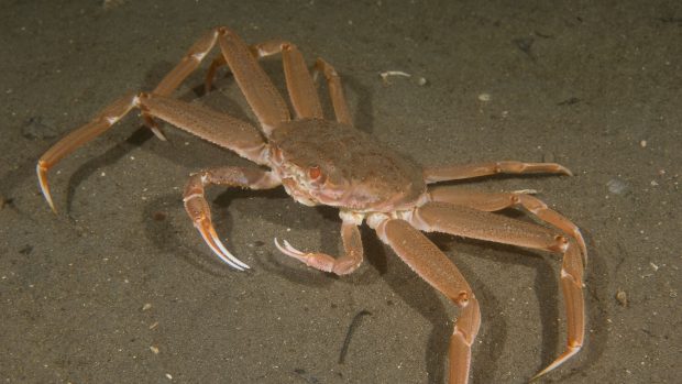 Krab sněžný