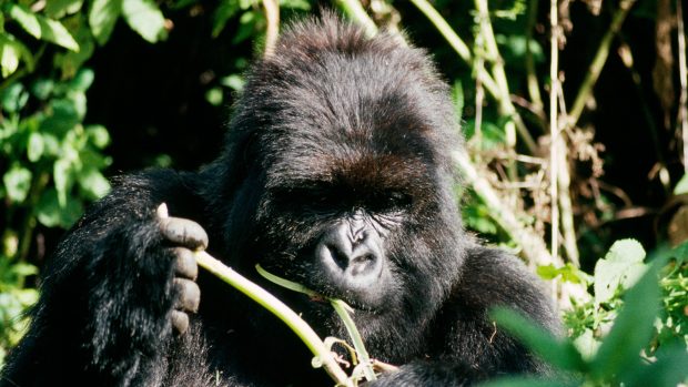 Zemřela poslední z Goril v mlze. Jedna z primátů, kteří pomohli zachránit svůj druh