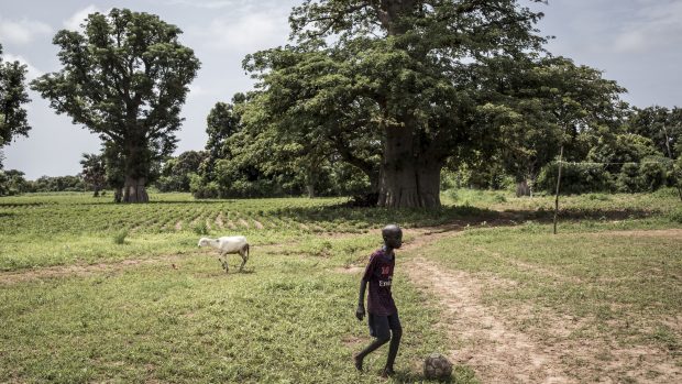 Mladý Senegalec s míčem u stromu baobab