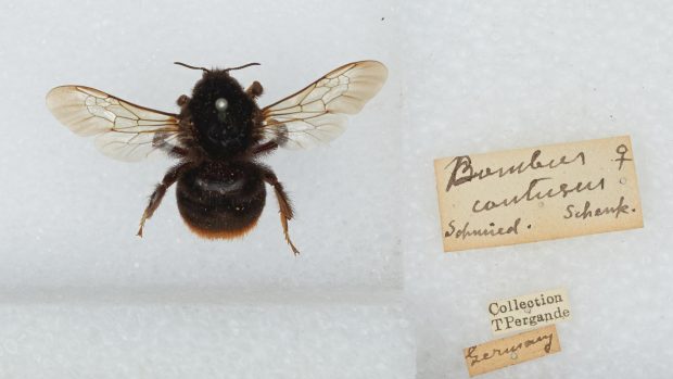 Čmelák klamavý (bombus confusus)