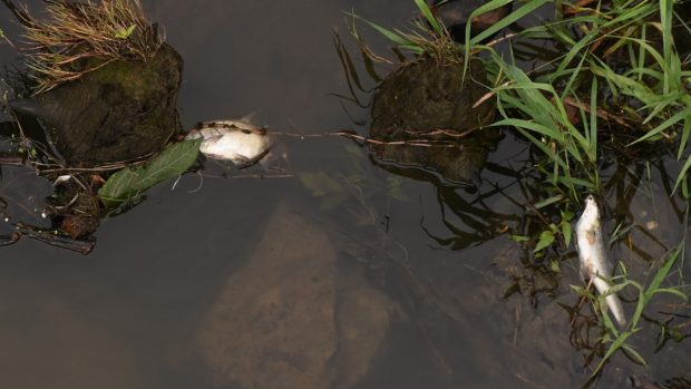 Uhynulé ryby v řece Odře v Bohumíně na Karvinsku. Úhyn ryb mohl podle České inspekce životního prostředí způsobit nedostatek kyslíku v řece