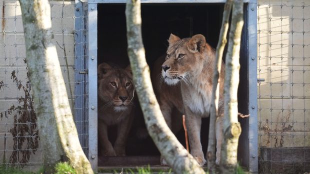 Dvě čtyřleté lvice Luna (vpravo) a Pluša se seznamují s venkovním výběhem po svém středečním příjezdu do Five Sisters Zoo