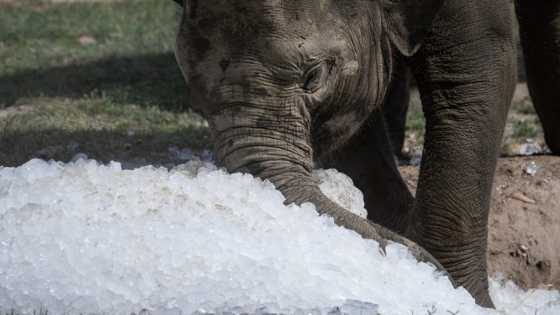 Sloni se chladí ledem v Pražské ZOO