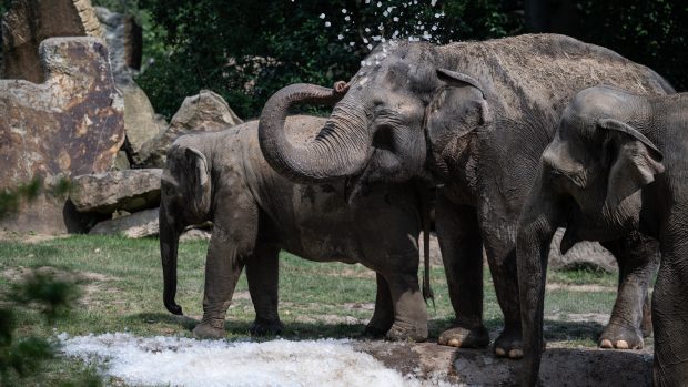 Pražská zoo v těchto horkých dnech připravila pro některá zvířata ledové ochlazení