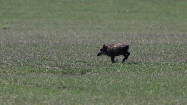 Sele volně žijícího prasete divokého v Lánské oboře