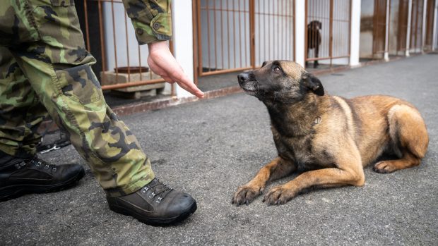 Základní povely jsou samozřejmostí a každý psovod má svoje, psi proto jsou často schopni pracovat jenom s nimi