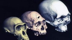 Příbuzní - šimpanz, Homo erectus a Homo sapiens