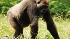 Nyango, gorila nigerijská, Limbe Wildlife Center