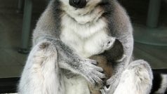 Lemur kata