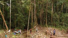 Těžba dřeva v tropickém pralese
