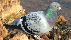 Holub domácí (Columba livia f. domestica)