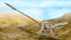 Velociraptor mongoliensis