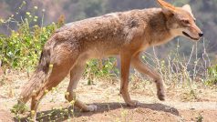 Kojot prérijní (Canis latrans)