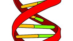 Deoxyribonukleová kyselina (DNA)