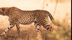 Gepard