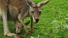 Klokani v nové expozici olomoucké zoo