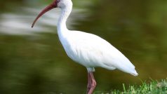 Ibis bílý (Eudocimus albus)