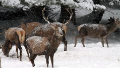 Jelení zvěř u pozorovací obůrky Beranky v NP Šumava