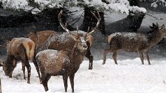 Jelení zvěř u pozorovací obůrky u Srní v NP Šumava