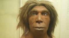 Homo neanderthalensis