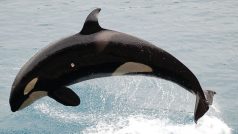 Kosatka dravá (Orcinus orca)