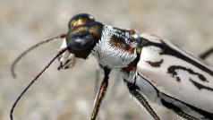 Cicindela dorsalis media