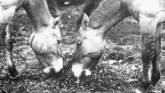 V roce 1931 získala pražská zoo první koně Převalského (poslední divoký kůň z mongolských stepí) – hřebce Aliho a klisnu Minku