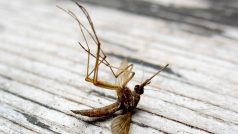 Komár, který určitě nezemřel následkem nárazu dešťové kapky. Ilustrační foto