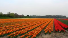 Lány tulipánů jsou pro Nizozemí typické
