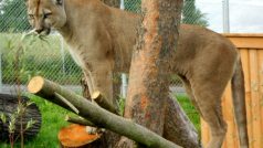 Puma jihoamerická je právem chloubou Zoo Tábor-Větrovy